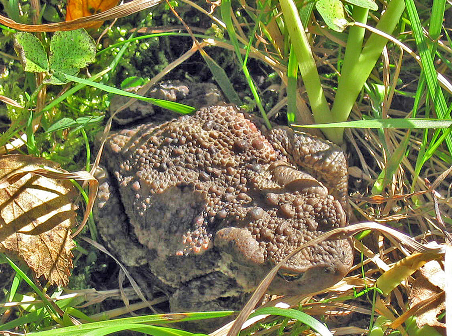 toad in Nordmarka, Oslo region